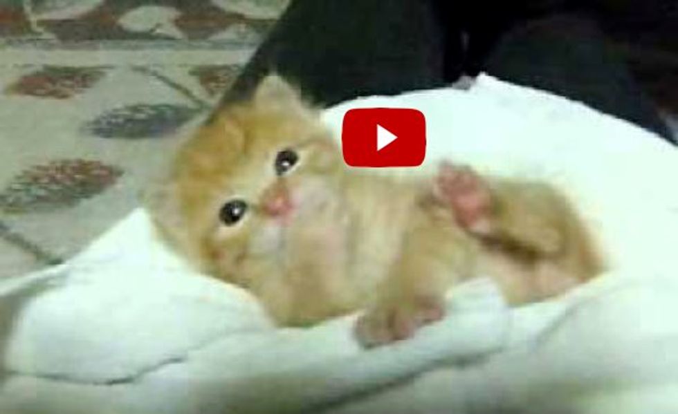 Kitten Rescued from Wall. Look at Those Happy Whappy Paws! - Love Meow