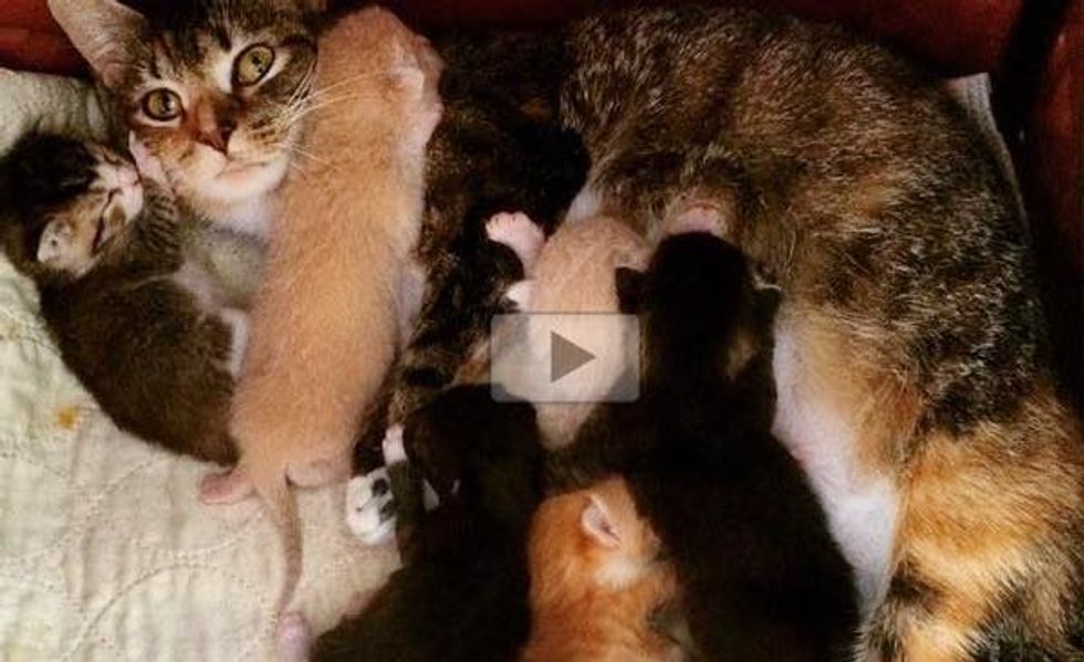 Stray Cat Looked for Shelter During Ice Storm Then Gave Birth to Seven Very Hungry Kittens