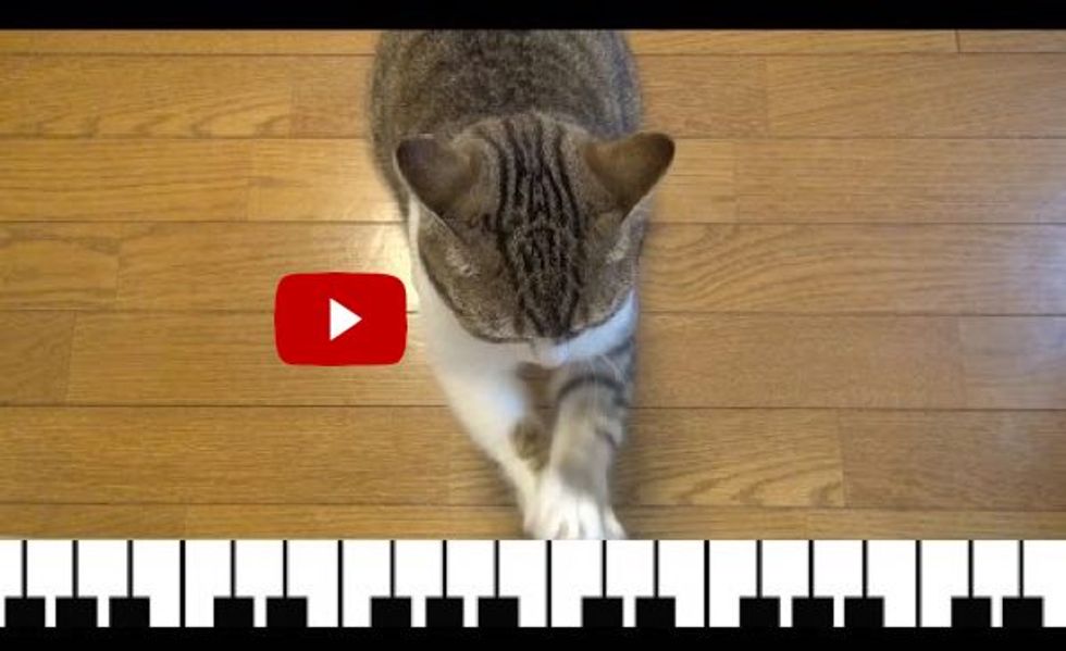 This Cat Can Play the Piano Even Without the Keys! It's Brilliant!