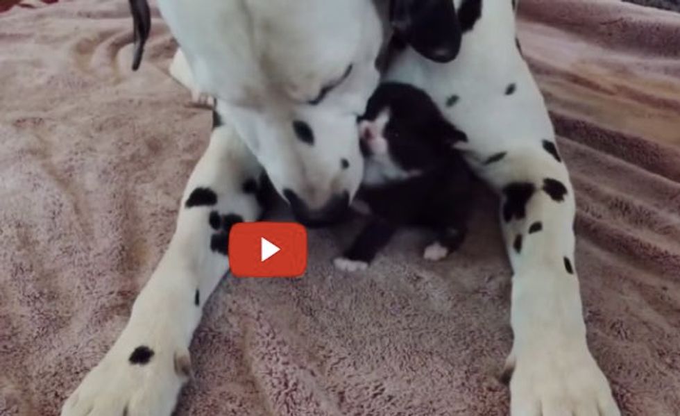 Watch As This Adopted Kitten Meets Dalmatian. It's Love at First Sight!