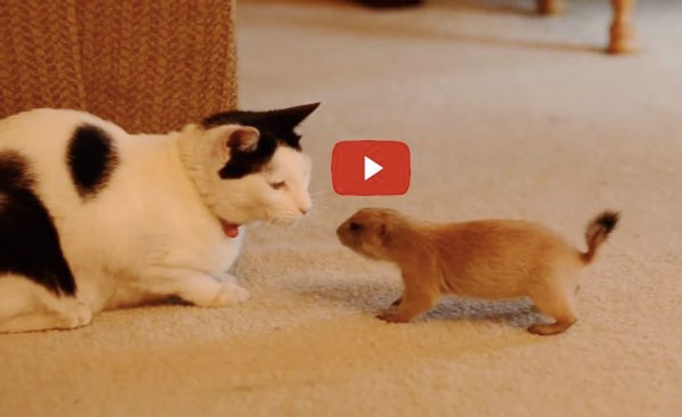Kitty and a Baby Prairie Dog Become Good Friends. See These Two Buddies Play!