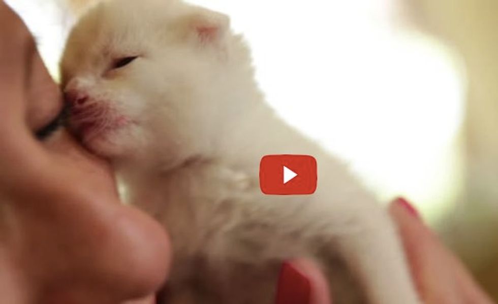 Rocket the Baby Kitten Found in Granite Yard Gets a Chance at a New Life!