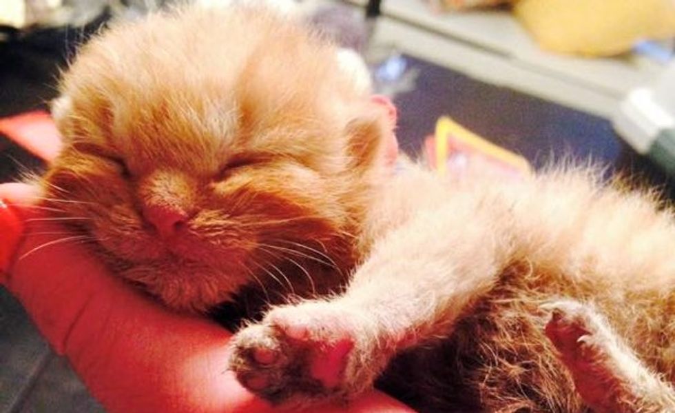Miracle Kitten Rescued from Rubble After a Fire