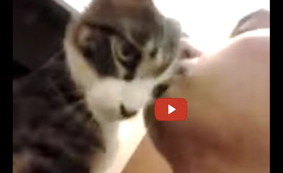Cat Gives Human Dad the Biggest Welcome When He Gets Home!