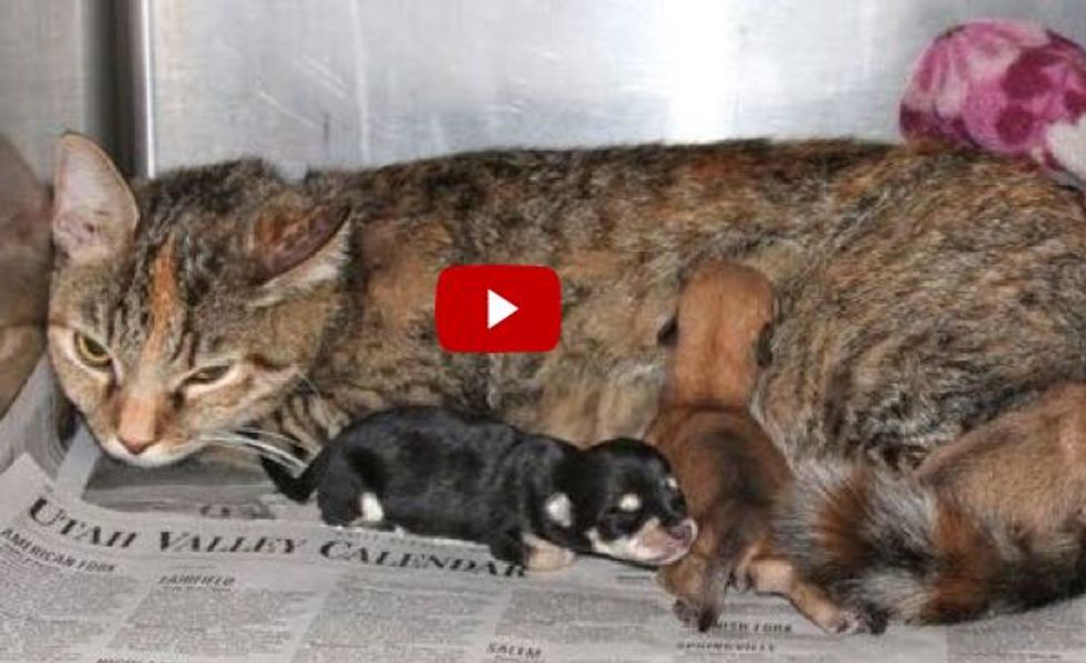 Kit the Super Cat Mom Helps Abandoned Newborn Puppies. But That's not All!