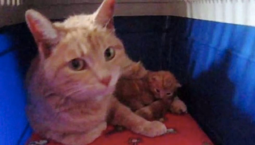 Stray Cat from Burned Down House Brings Her Kittens to Family for Help