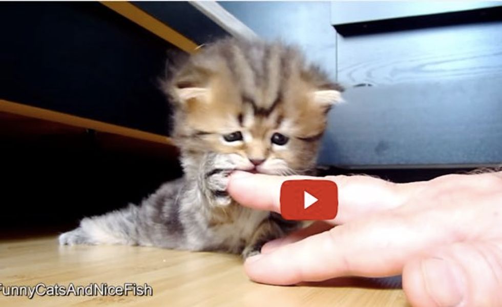 Panda the Kitten Discovers Fingers. The Cute is Too Strong with This One!