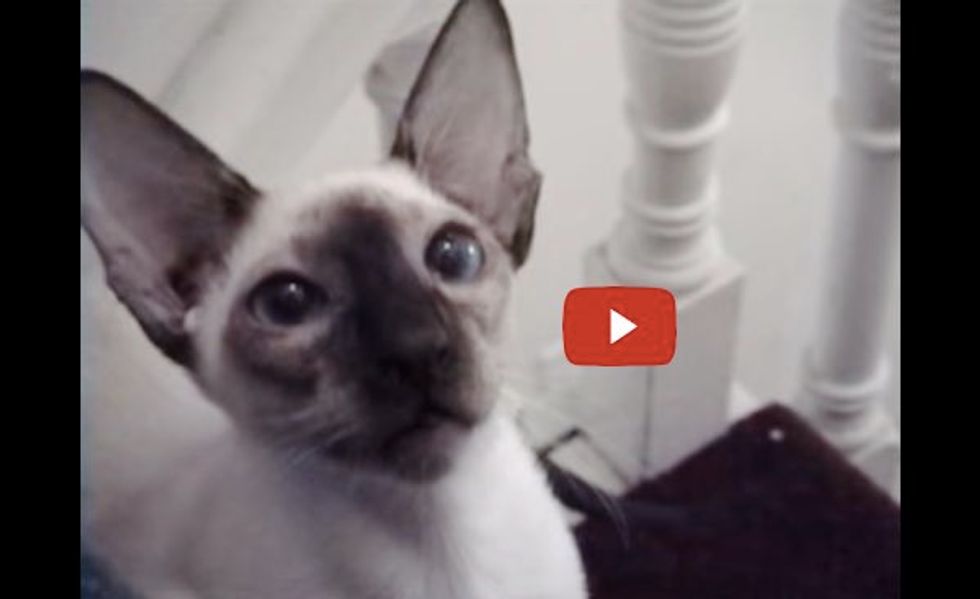 This Siamese Cat is Stomping Up Stairs with His Prize! It's Hilarious!