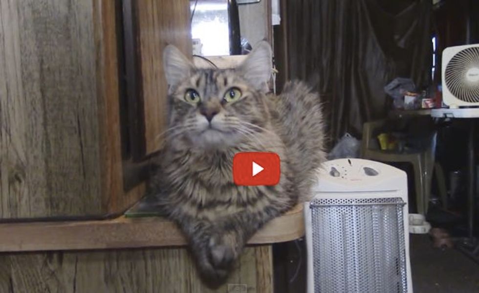Lily the Cat Answers Her Human's Questions. The Last Question is Her Favorite!