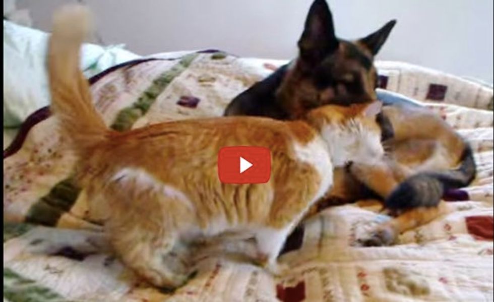 Missing Cat Reunites with His Doggy Friend. Heart Warming Reunion!