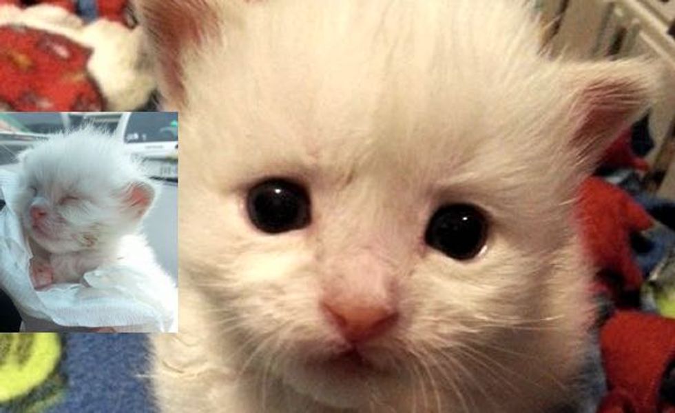 This Tiny Kitten is a Little Fighter Who Refuses to Give Up! Meet Stitch!