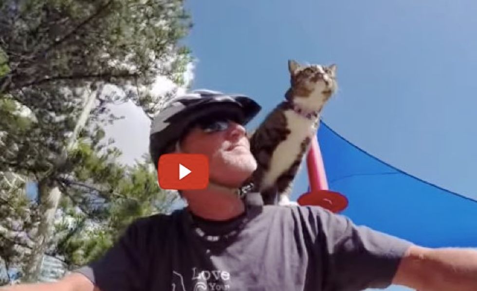 This Kitty Loves to Take Bike Rides with Her Human Dad! What a Cool Cat!
