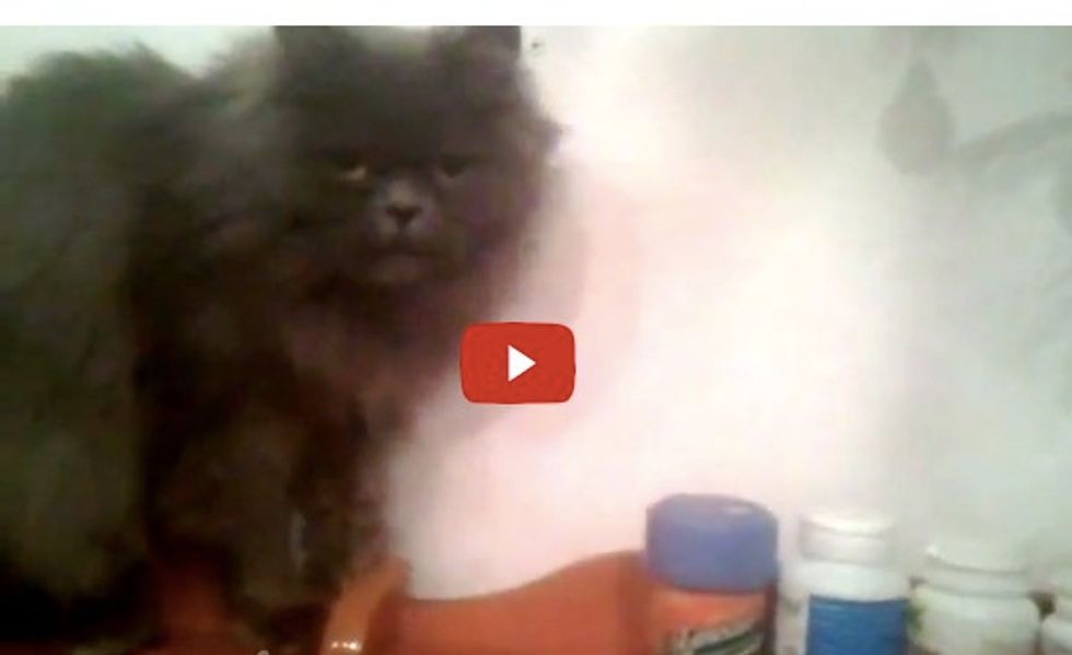 This Kitty 'Helps' His Humans Declutter Their Shelf! I Could Not Stop Laughing!