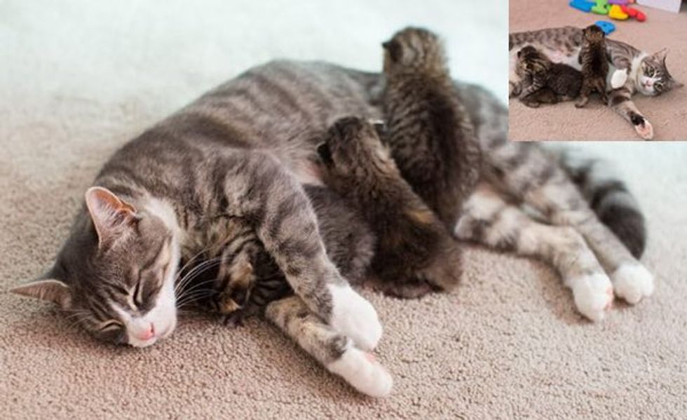 Momma Cat Lost All Three Kittens Adopts Three Orphan Babies. It's a Miraculous Match!