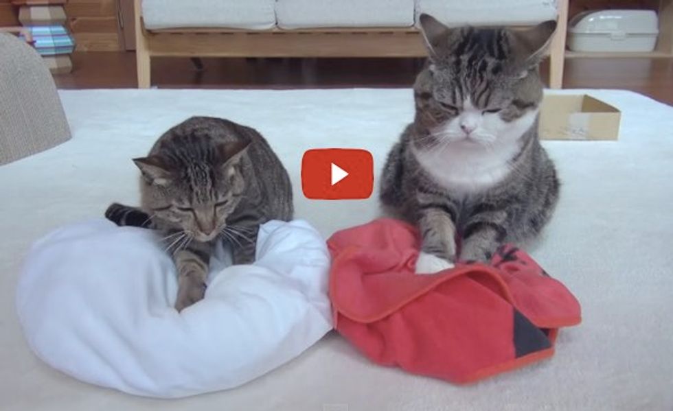 Maru and Hana Making Biscuits! Love Their Facial Expressions!