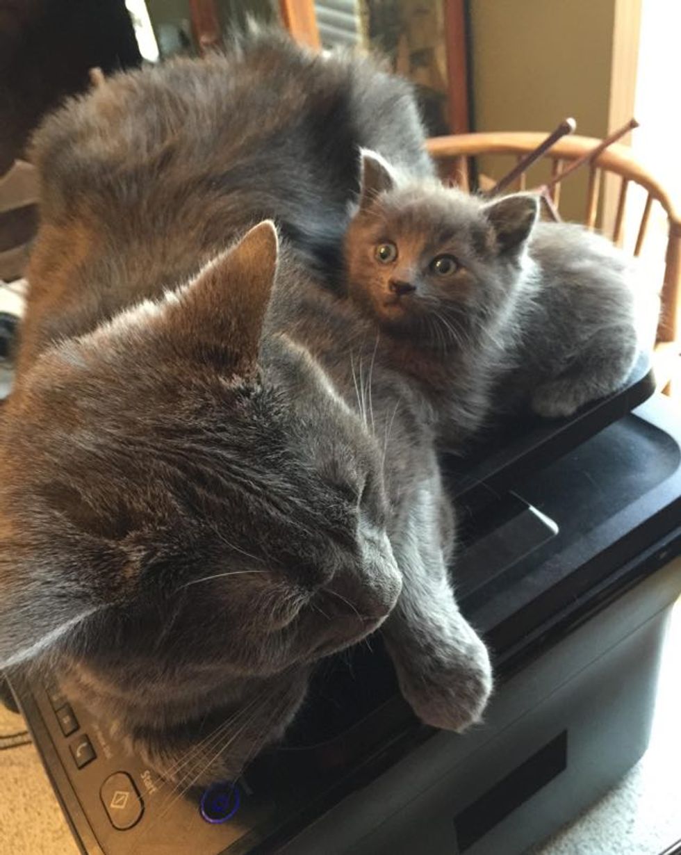 They Keep a Bowl of Cat Food for Strays. This is What They Found Inside