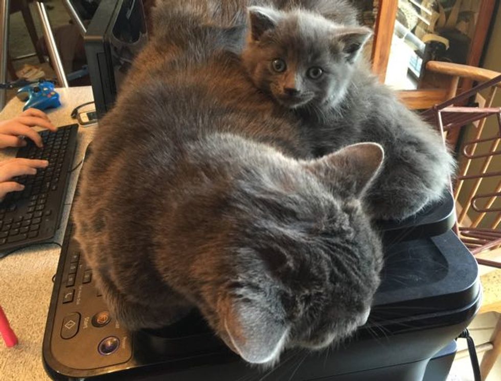 They Keep a Bowl of Cat Food for Strays. This is What They Found Inside