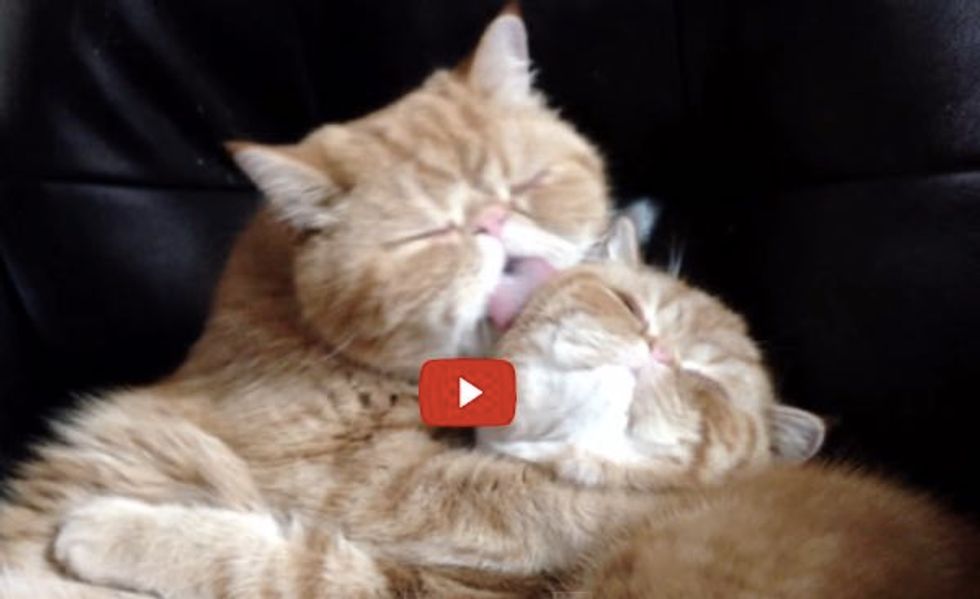 The Love Two Kitties Share During a Grooming Session, Then It Takes an Unexpected Turn.
