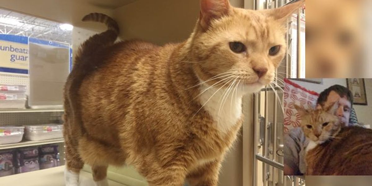 They Went in for Cat Food and Came Out with a 25 Pound Rescue Cat