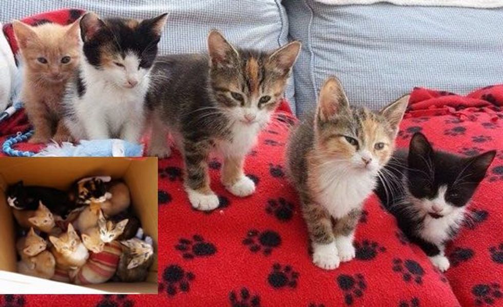 10 Kittens Found in a Large Toy Box Now Living a Good Life