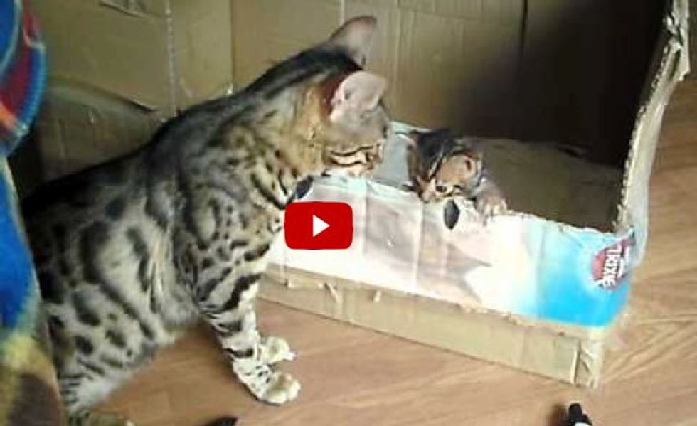 Cat Mama Encourages Her Kitten to Learn to Climb Out of the Box
