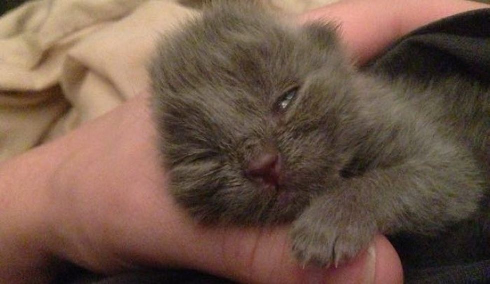 Baby Kitten Saved from Yard is Now Happy and Loved