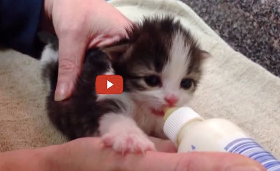 Tiny Rescue Kitten LOVES Her Bottle! Look at that Intense Face!
