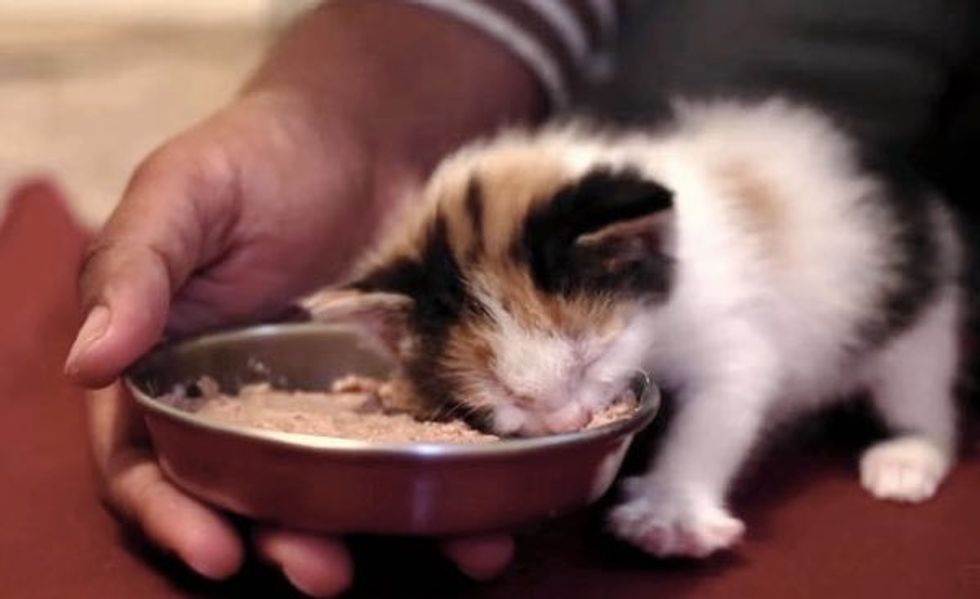 A Man Takes in Five Motherless Kittens into His Foster Home and Changes Their Lives!