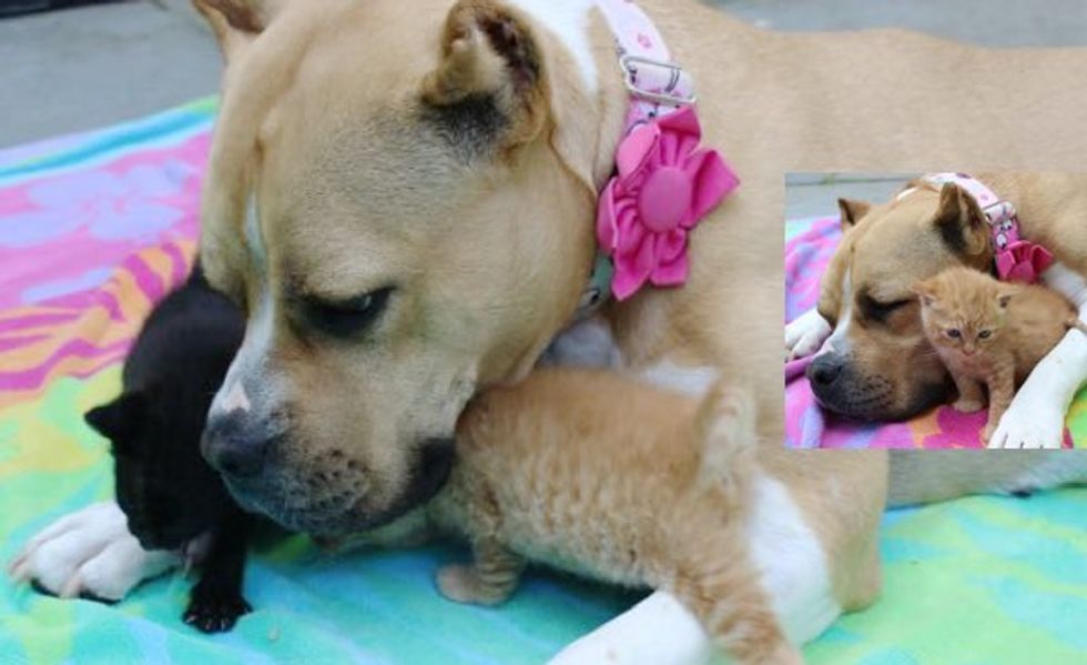 Homeless Kittens Find a Rescue Dog to Be Their New Mom!