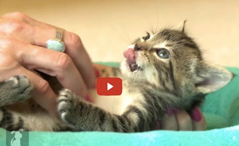 Wee Kitten Tells How Much She Loves Belly Rubs with Those Happy Paws!