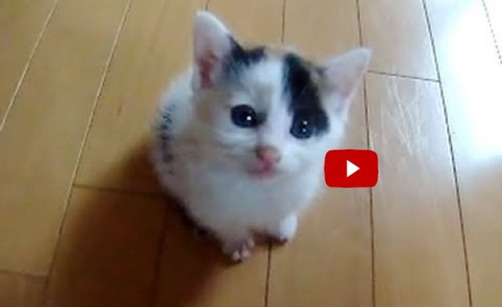 This Tiny Calico Kitty Could Crack Even the Hardest Heart!