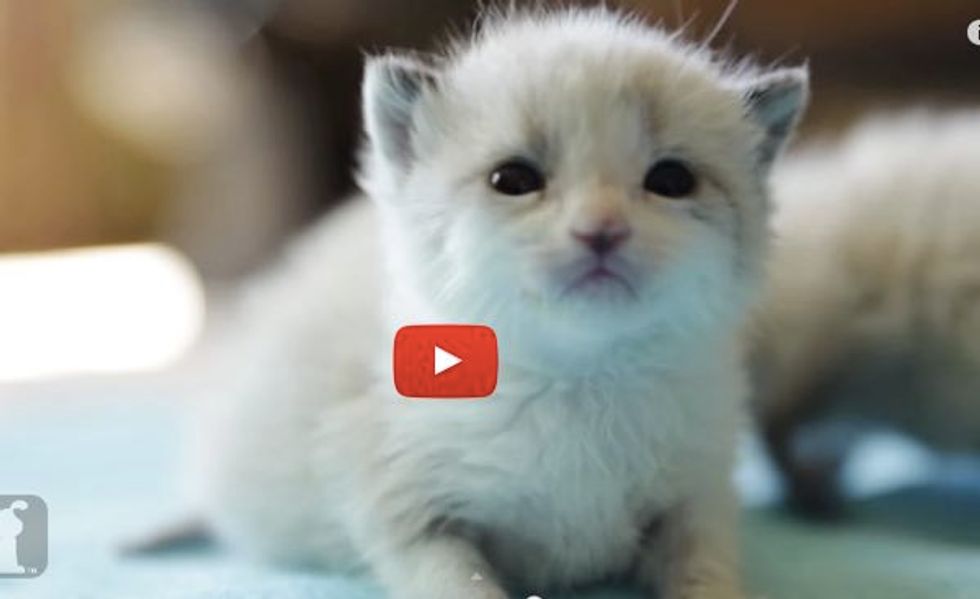 These Tiny Bottle Baby Kittens and Their Ability to Melt Our Hearts!