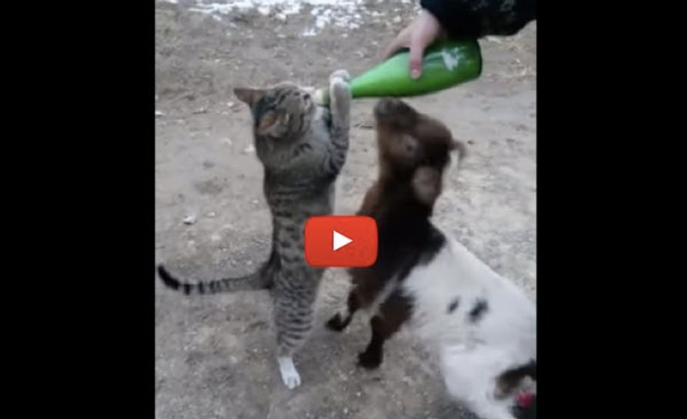 Farm Cat Wants Bottle Feeding with Goat