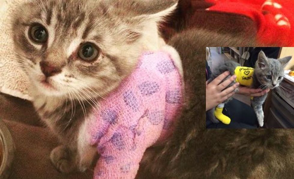 Help Little Henry the Warrior Kitty Recover!