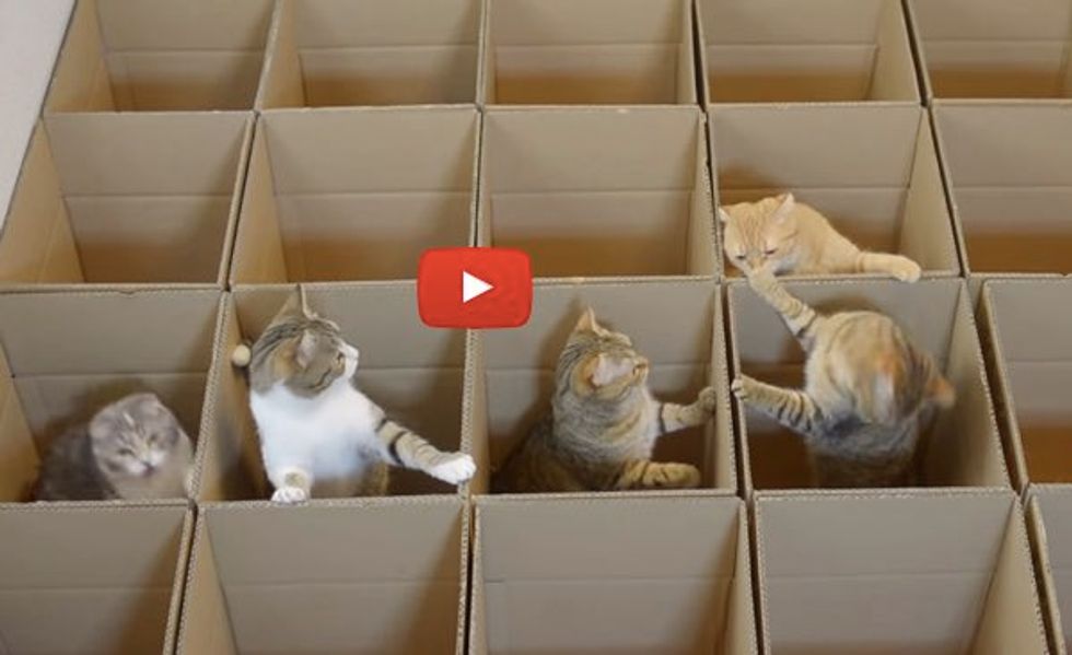 They Built a Grid of Boxes for Their 9 Cats! The Fun is Endless!