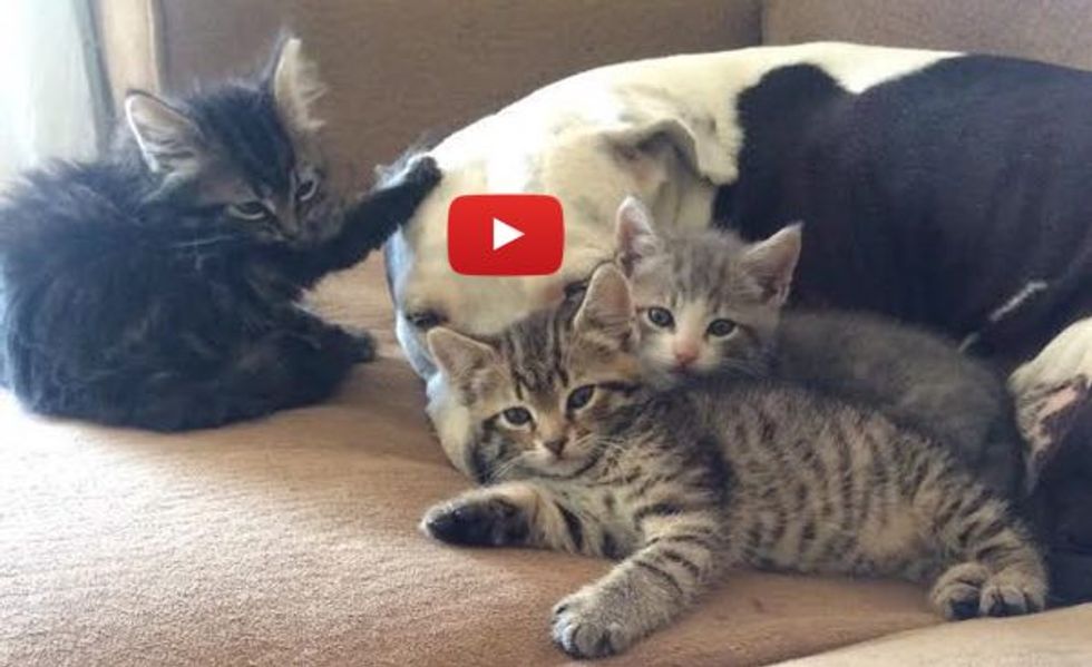 3-legged Rescue Dog Mothers Orphan Kittens with Lots of Love and Kisses