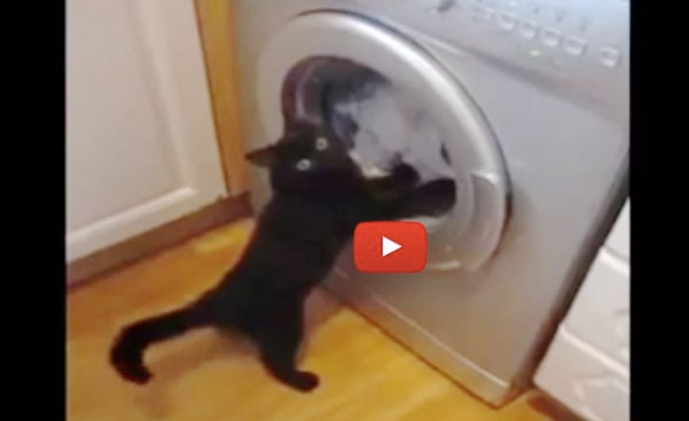 This Ninja Cat is Trying to 'Rescue' Clothes from Crazy Spinning Machine!