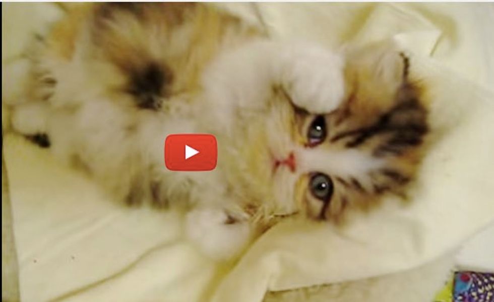 This Wiggly Little Fluffy Calico Makes Grooming Super Hard and Unbearably Cuteee!