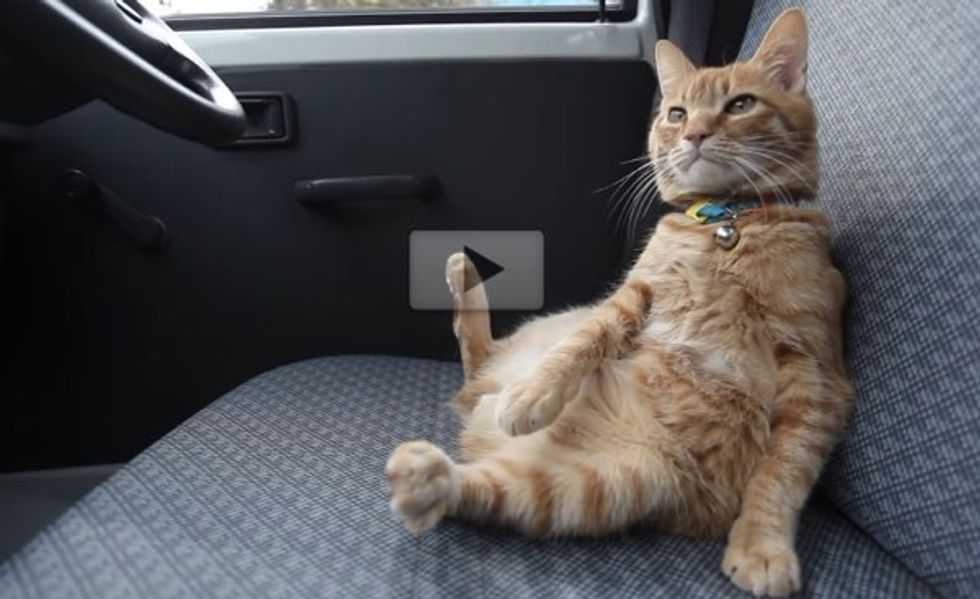 Ginger Cat Decides to Hop into Driver's Seat and Sit Like Human!