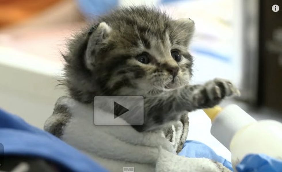 This Baby Kitten Trying to Learn to Use His Bottle. It just Tugs Your Heart Strings