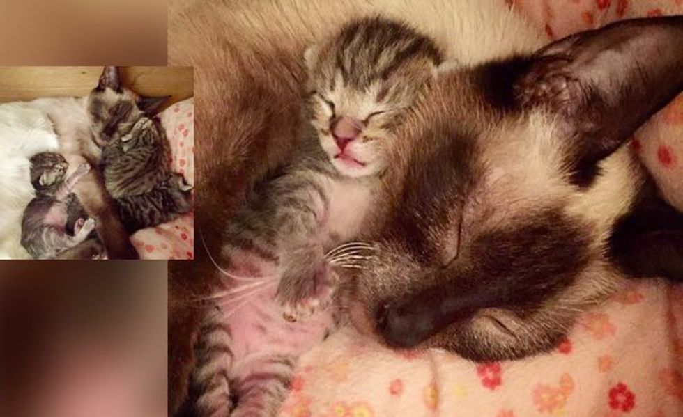 Rescue Siamese Cat Gives Birth to Four All Stripey Tabbies!