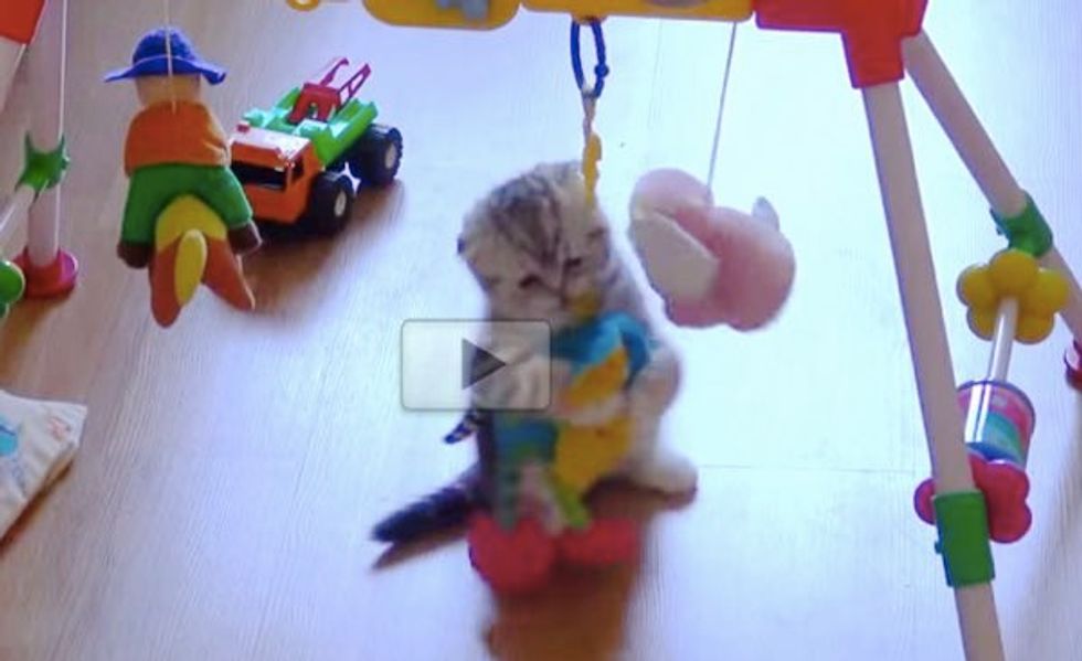 This Kitten is Having More Fun With the Baby Toys Than His Little Humans!