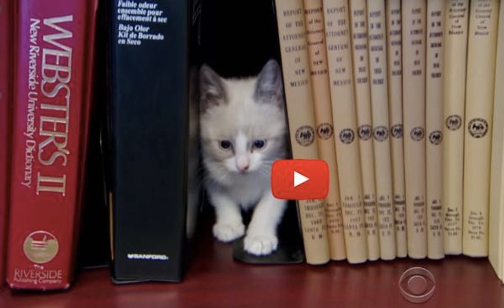 These Kitty Librarians at an Office Building Don't Offer Books, What They Offer is So Much Better!