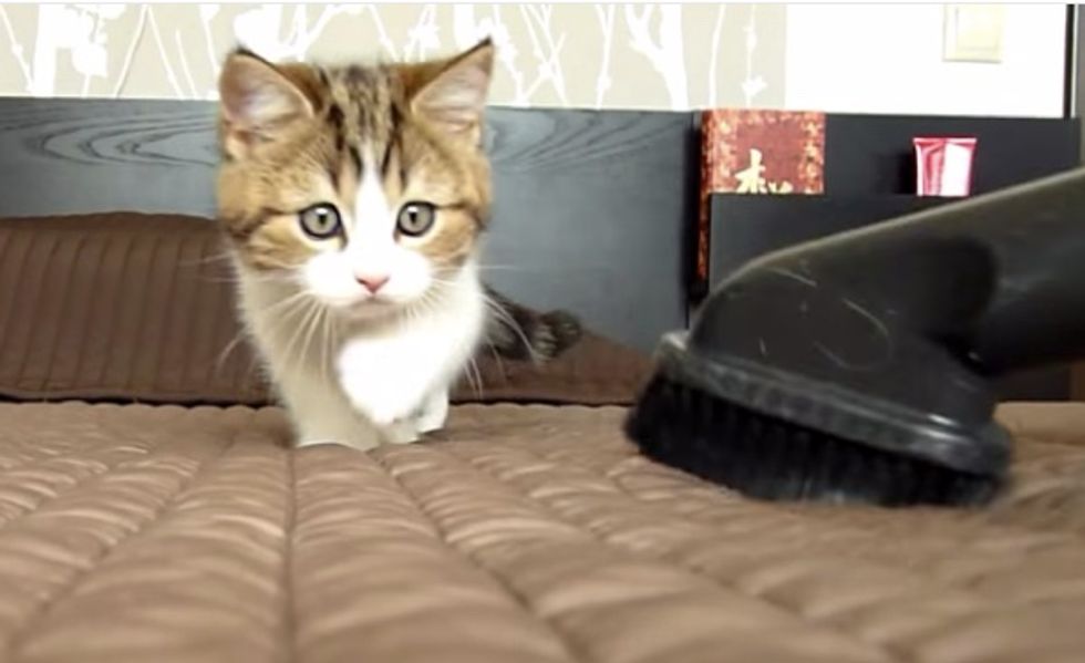 Fearless Kittens Charge Up Against Vacuum When Mom Cleans the Bed