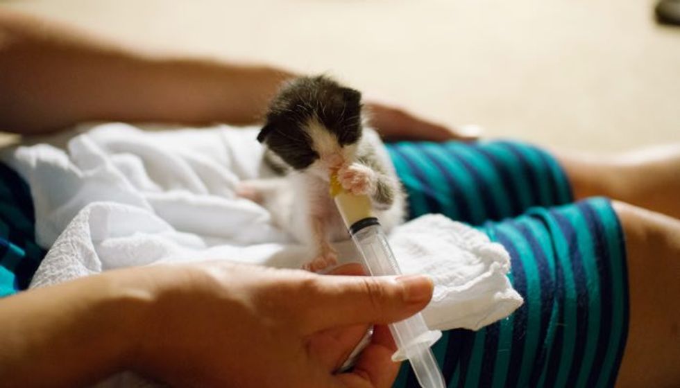 Orphaned Kitten Less Than 12 Hours Old Fights For Her Life, Now 2 Years Later..