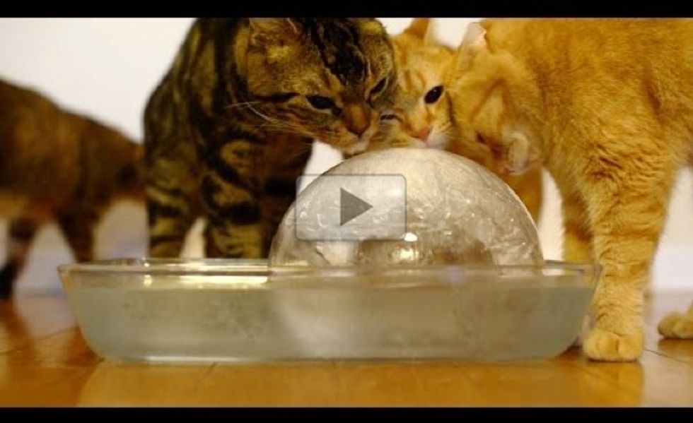 Nine Cats Enjoying a Giant Ice Ball!