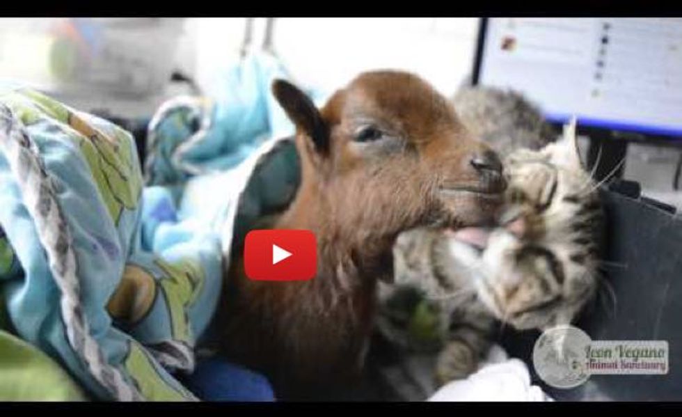 Rescued Tabby Cat Helps Care and Nurse Baby Goat Back to Health