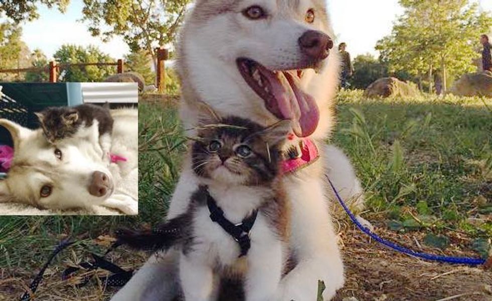 Husky Dog Mothers Rescue Kitten and Raises Her Like a Pup