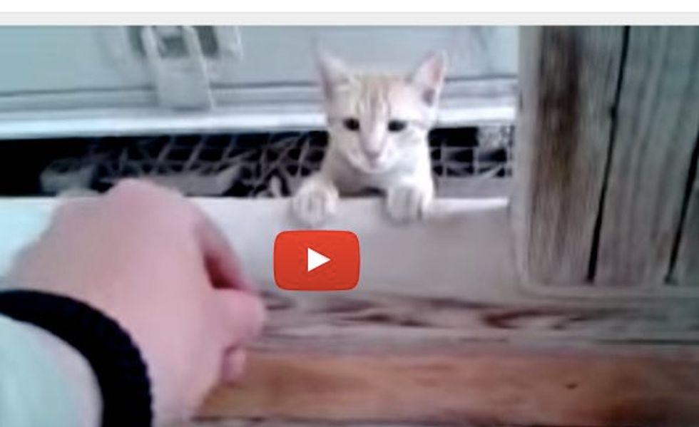 This Man is Overjoyed When a Stray Kitten He's Been Feeding Finally Lets Him Pet Her!