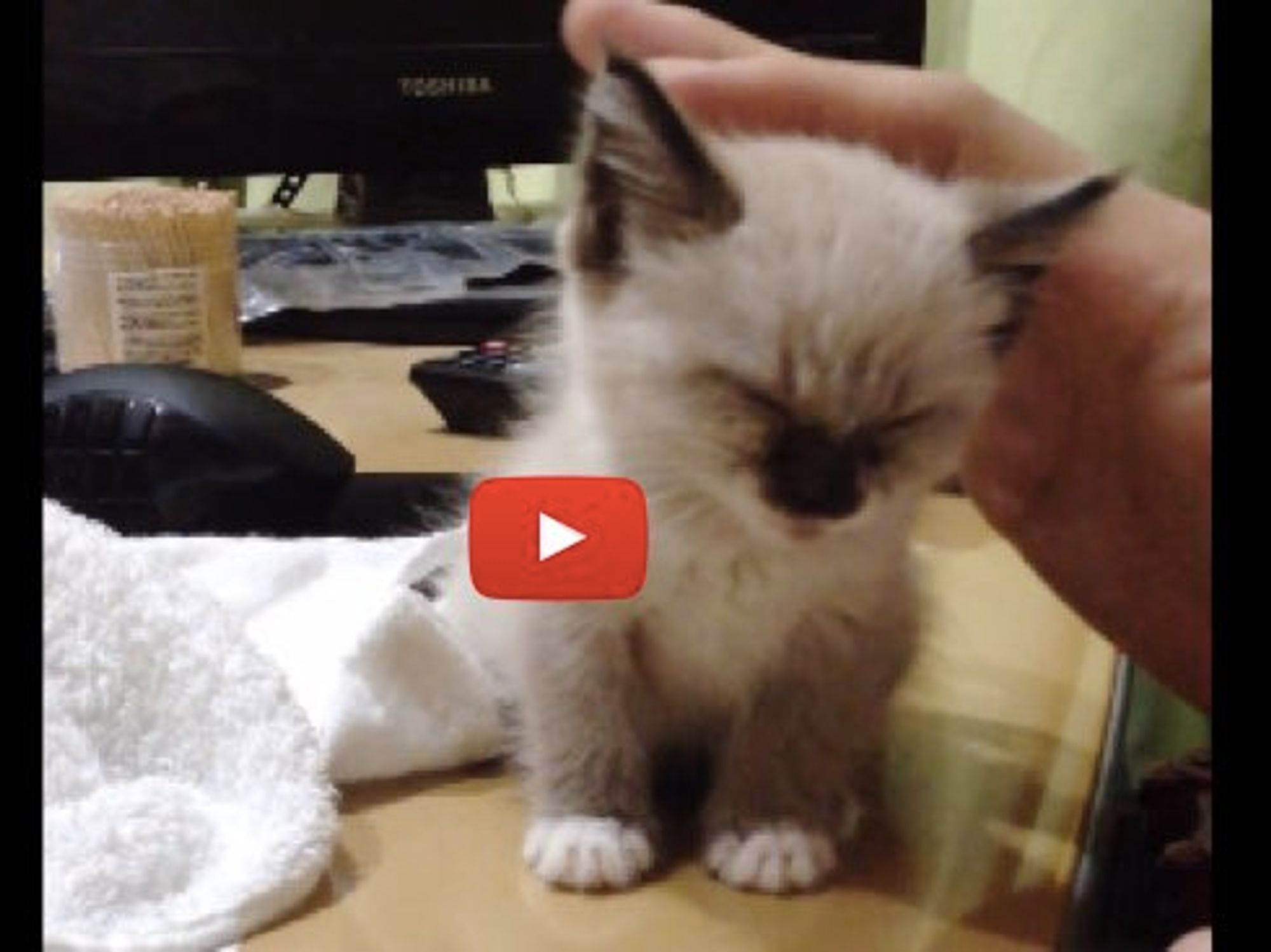 kitten standing up